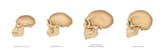 skulls