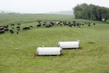 organic-cattle-and-eggs_grande-3880465613
