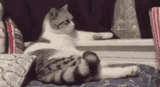 cat-waiting