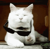 cat-deal-with-it