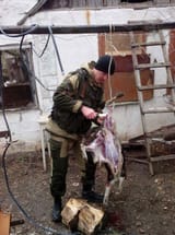 vatniks eating dogs