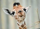 giraffe