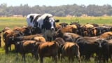 KnickeraTheGiantBullCow