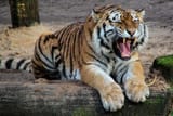 black-white-and-yellow-tiger-sitting-on-a-beige-sand-during-47312-scaled