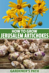 sunchokes