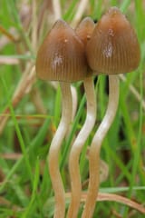 Semilanceata