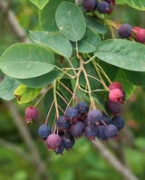Juneberry