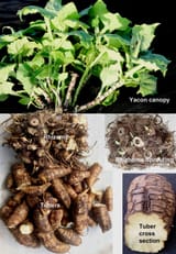 Yacon