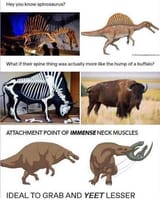 Buffalo