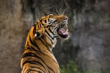 tiger-3264048_1280