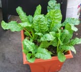 Beet-leaf-Perpetual-Spinach