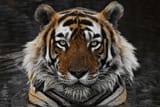 Craig-Jones-Tigers-18-scaled