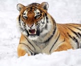 tiger-585855