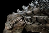 AnkylosaurusFossil