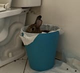 BUNTRASH