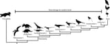 phylogeny