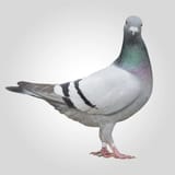 1753863403154822