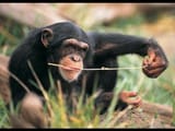 chimp and termite stick