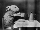 bunny-coffee-break-7227261
