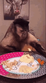 shaptic-monkey