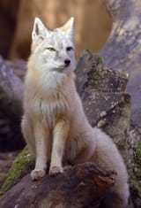 800px-Vulpes_corsac
