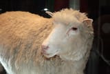 Dolly_the_sheep