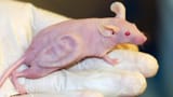 mouse