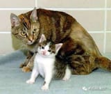 sox_and_mittens