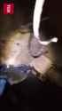 ziggers_0010588_thumb.jpg