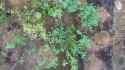 Video 2025-08-03 20-32-45_thumb.jpg