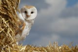 barn owl peeking