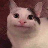 beluga-cat-meme