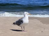 a-fine-looking-seagull-on-the-beach-v0-9q3y4arglmnd1