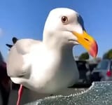 asx