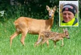 bambi