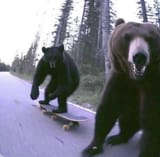 Niggerbearboard