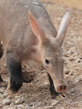 aardvark-on-rocks_3x4