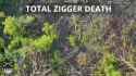 ziggers_0010941_thumb.jpg