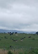 Appa Content Cows