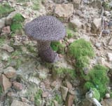 Appa Mushroom 8