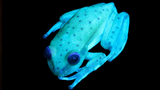 glowing frog