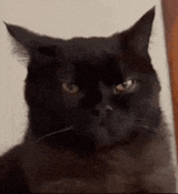 cat-eyeroll