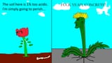 chad-flower