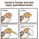 darwin-jew9
