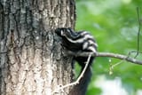 spottedskunk_credit-Missouri-DNR