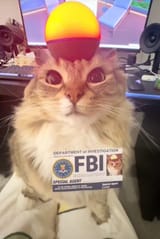 fbiopenup