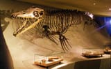 Mosasaurus_hoffmannii_-_skeleton