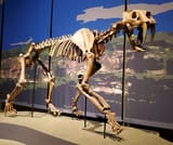 Smilodon_populator_fossil,_Tellus_Science_Museum_1