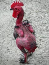 chicken