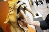 190509-denver-museum-of-nature-and-science-sabre-toothed-tiger-smilodon-kevinjbeaty-09